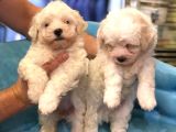 Orjinal Puppy Maltesse Terrier