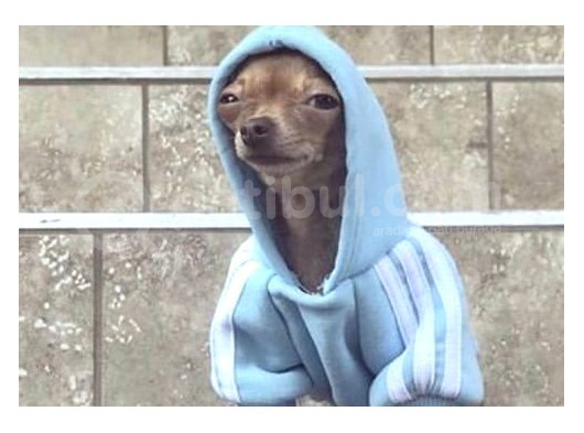 Teacup Kahverengi Chihuahua Minik Yavrular