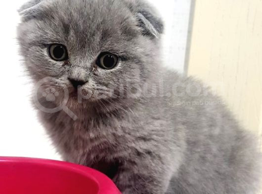 Çok Sevimli Bebeklerimiz Scottish Fold Yavruları görsel