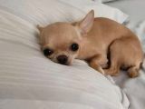 Teacup Kahverengi Chihuahua Minik Yavrular