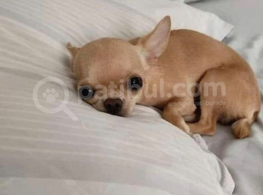 Teacup Kahverengi Chihuahua Minik Yavrular görsel