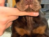 Üst Sınıf Safkan Doberman Yavruları