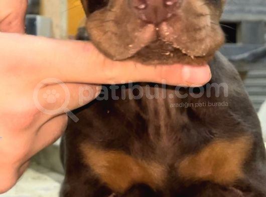 Üst Sınıf Safkan Doberman Yavruları görsel