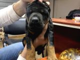 Üst sınıf safkan doberman yavruları