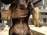 Üst Sınıf Safkan Doberman Yavruları