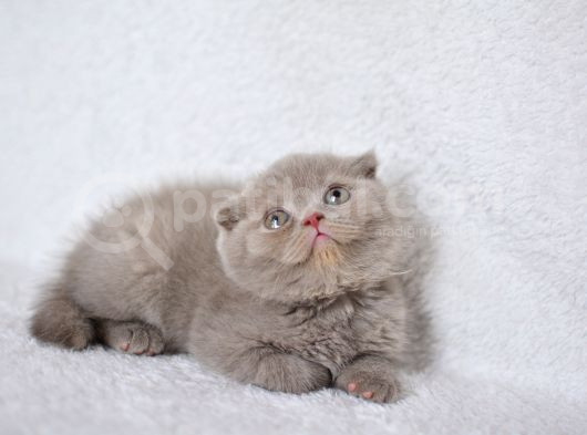 Duru Güzelliği Olan Gri Scottish Fold Yavrumuz