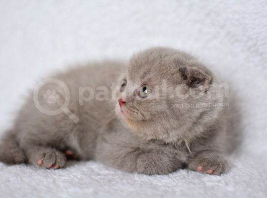 Duru Güzelliği Olan Gri Scottish Fold Yavrumuz görsel