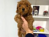 Poodle Bebeklerim Wc Eğitimli