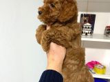 Poodle Bebeklerim Wc Eğitimli