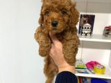 Poodle Bebeklerim Wc Eğitimli