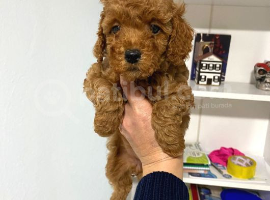 Poodle Bebeklerim Wc Eğitimli görsel