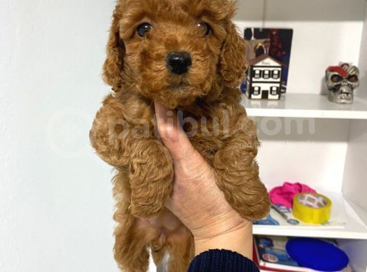 Poodle Bebeklerim Wc Eğitimli