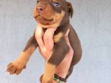 Yavru Doberman Yavrular Sağlik Ve Irk Garanti̇li̇