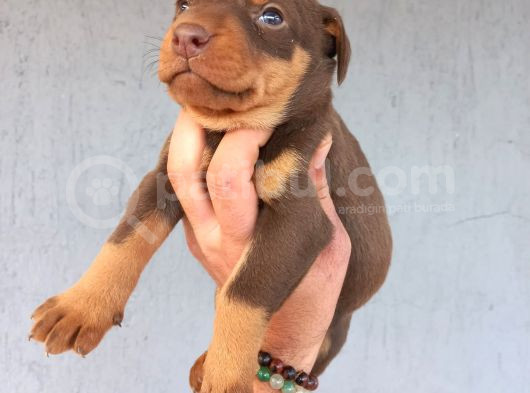 Yavru Doberman Yavrular Sağlik Ve Irk Garanti̇li̇ görsel