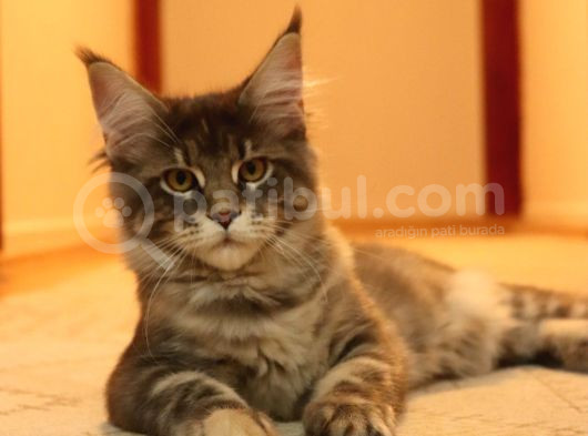 Kayıtlı Full Secereli Aşıları Tamam Safkan Maine Coon görsel