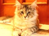 Kayıtlı Full Secereli Aşıları Tamam Safkan Maine Coon