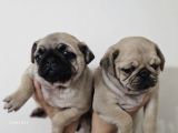 Yavru Pug Yavrular Sağlik Ve Irk Garanti̇li̇