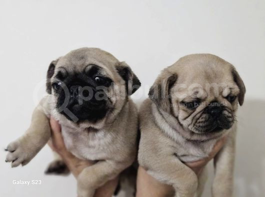 Yavru Pug Yavrular Sağlik Ve Irk Garanti̇li̇ görsel