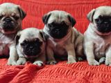 YAVRU PUG YAVRULAR SAĞLIK VE IRK GARANTİLİ