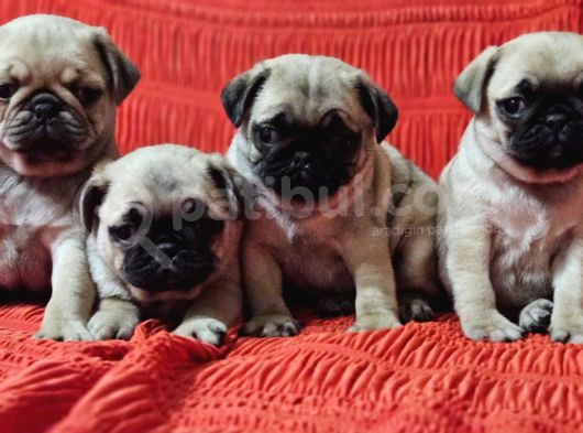 Yavru Pug Yavrular Sağlik Ve Irk Garanti̇li̇