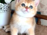 Sevimli Golden British Shorthair