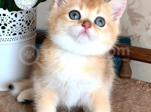 Sevimli Golden British Shorthair