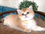 Sevimli Golden British Shorthair
