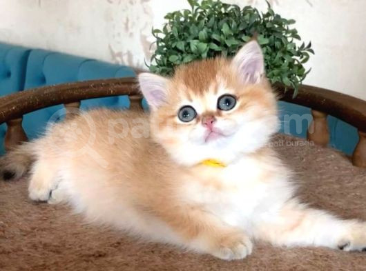 Sevimli Golden British Shorthair görsel