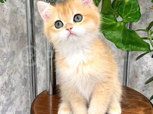 Altın Işıltısında Golden British Shorthair görsel