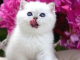 Büyüleyici Silver British Shorthair