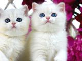 Büyüleyici Silver British Shorthair