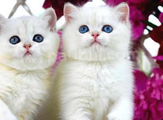 Büyüleyici Silver British Shorthair görsel