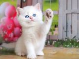 Kusursuz Asil Silver British Shorthair