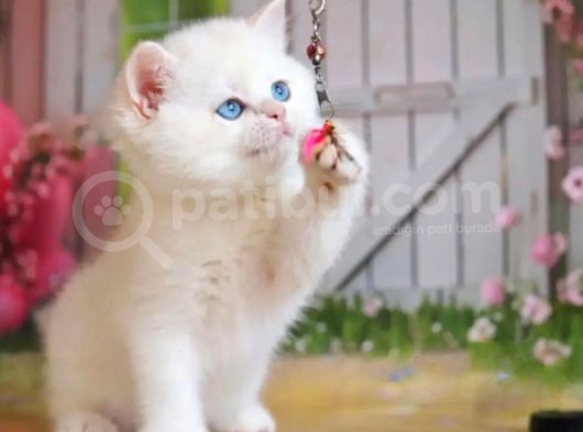 Kusursuz Asil Silver British Shorthair görsel