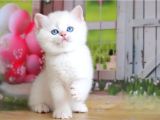 Kusursuz Asil Silver British Shorthair