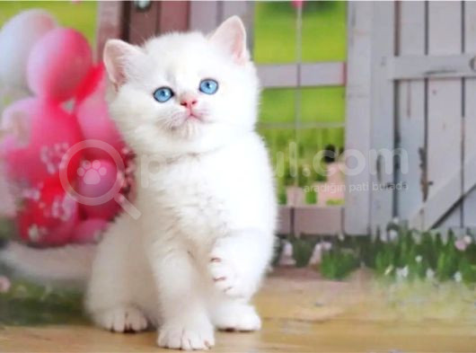 Kusursuz Asil Silver British Shorthair görsel