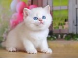 Kusursuz Asil Silver British Shorthair