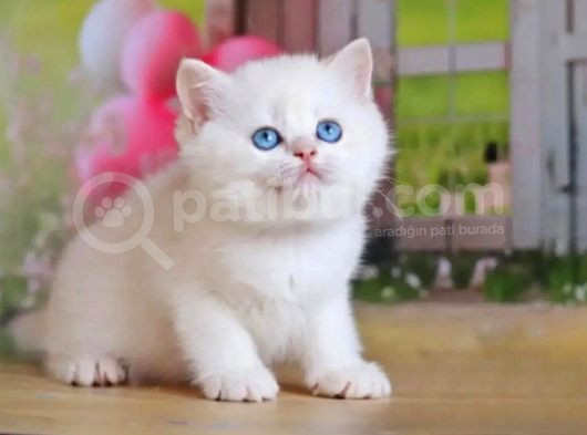 Kusursuz Asil Silver British Shorthair görsel