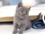 Uysal Bebek Gri British Shorthair