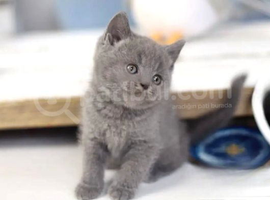 Uysal Bebek Gri British Shorthair görsel