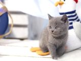 Uysal Bebek Gri British Shorthair