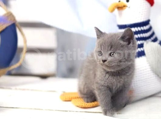 Uysal Bebek Gri British Shorthair