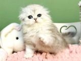Bebişim Silver Scottish Fold