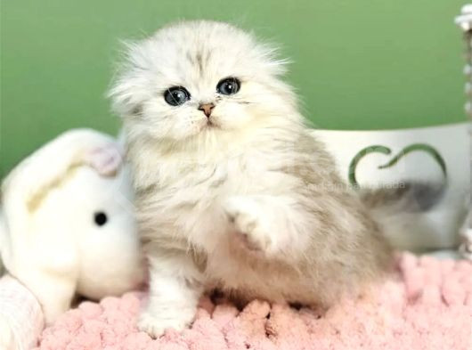 Bebişim Silver Scottish Fold görsel