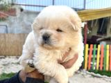 Chow Chow A Kalite Yavrular