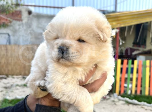 Chow Chow A Kalite Yavrular görsel