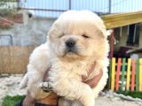 Chow Chow A Kalite Yavrular