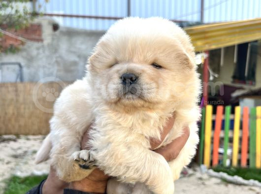 Chow Chow A Kalite Yavrular görsel
