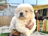 Chow Chow A Kalite Yavrular
