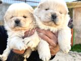 Chow Chow A Kalite Yavrular